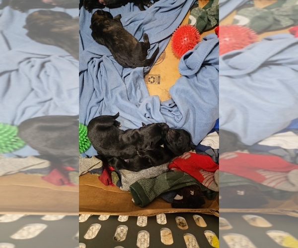 Medium Photo #6 German Shepherd Dog Puppy For Sale in BEAVER, OH, USA