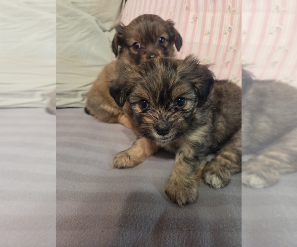 Medium Photo #14 Maltipom Puppy For Sale in HUDSON, MA, USA