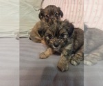 Small #13 Maltipom