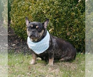 Mother of the French Bulldog puppies born on 02/12/2026