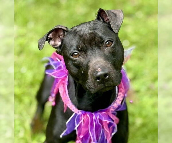 Medium Photo #6 Mutt Puppy For Sale in Cranford, NJ, USA