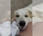 Small Aussie Pyrenees