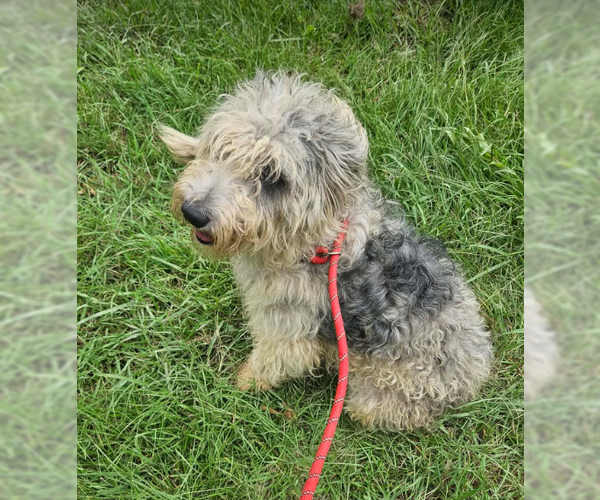 Medium Photo #4 Poodle (Standard)-Unknown Mix Puppy For Sale in Wakefield, RI, USA