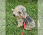 Small #3 Poodle (Standard) Mix