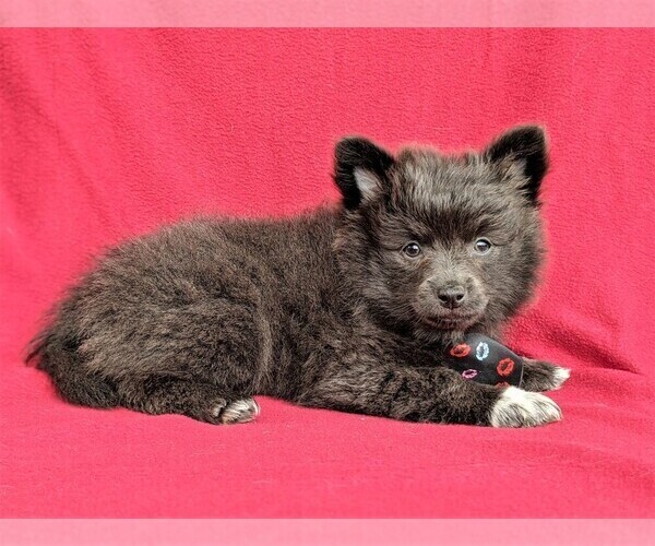 Medium Photo #5 Chiranian Puppy For Sale in NEW FREEDOM, PA, USA