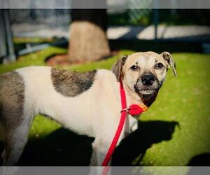 Mutt Dogs for adoption in Orlando, FL, USA