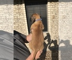 Small Photo #2 Bullmastiff Puppy For Sale in BELLVILLE, TX, USA