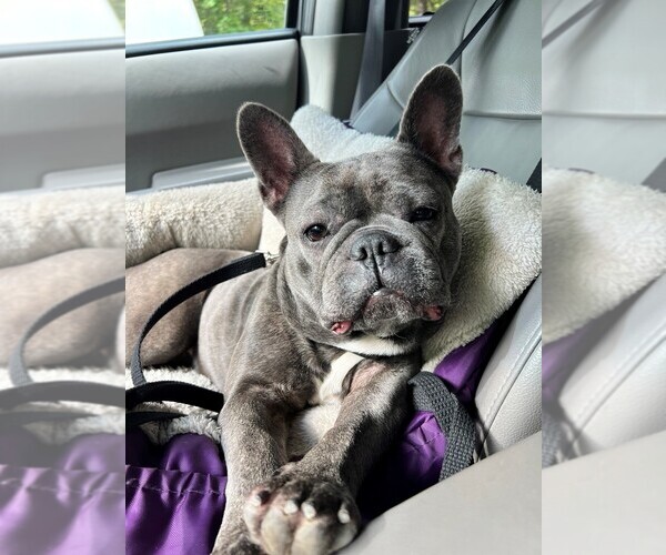 Medium Photo #1 French Bulldog Puppy For Sale in FRUITLAND, MD, USA