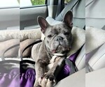 Small Photo #1 French Bulldog Puppy For Sale in FRUITLAND, MD, USA