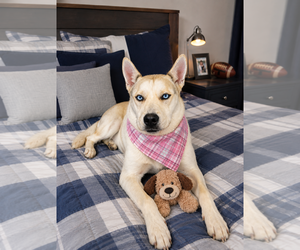 American Eskimo Dog-pomeranian spitz Mix Dogs for adoption in Mt. Laurel, NJ, USA