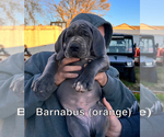 Small Photo #7 Great Dane Puppy For Sale in SAND SPRINGS, OK, USA