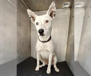 Mutt Dogs for adoption in San Antonio, TX, USA