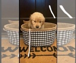 Small Photo #5 Golden Retriever Puppy For Sale in MILES, TX, USA