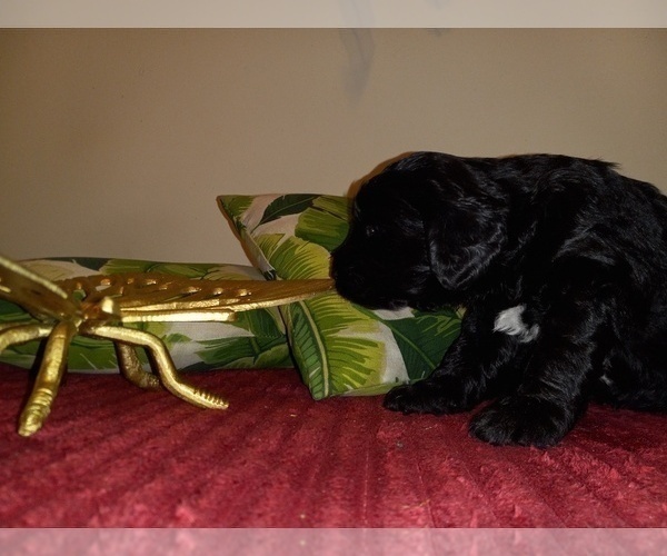 Medium Photo #3 Goldendoodle (Miniature) Puppy For Sale in SUNNYVALE, CA, USA