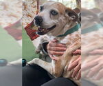 Small #2 Catahoula Leopard Dog