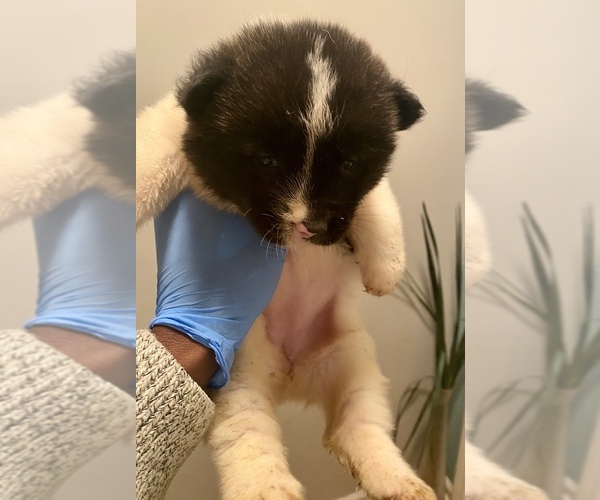 Medium Photo #1 Akita Puppy For Sale in UNION CITY, GA, USA
