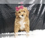 Puppy Violet AKC Poodle (Miniature)