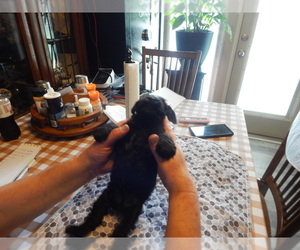 Schnauzer (Miniature) Puppy for sale in ROCKINGHAM, NC, USA
