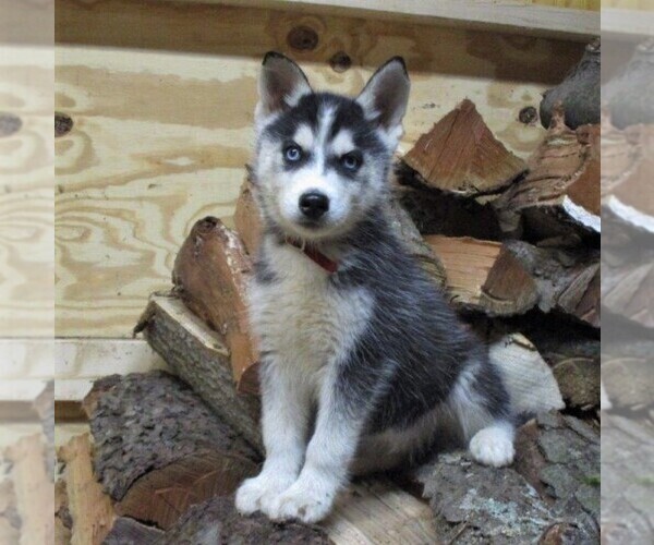 Medium Photo #1 Siberian Husky Puppy For Sale in CATAWISSA, PA, USA