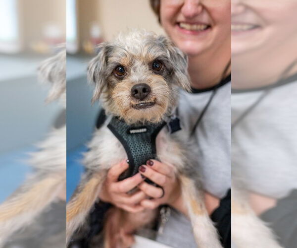 Medium Photo #8 Mutt Puppy For Sale in Mundelein, IL, USA