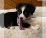 Puppy 1 Australian Shepherd