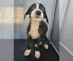 Small Labrador Retriever Mix