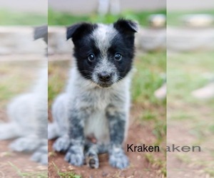 Mutt Dogs for adoption in Duluth, MN, USA