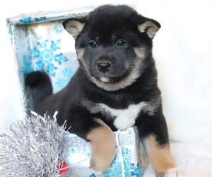 Shiba Inu Puppy for sale in SHILOH, OH, USA