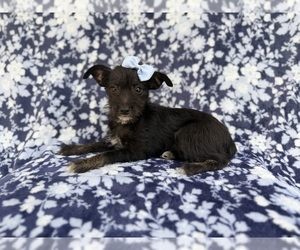 Schnauzer (Miniature) Puppy for sale in LAKELAND, FL, USA