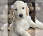Small Photo #3 Goldendoodle Puppy For Sale in MORGANTOWN, IN, USA