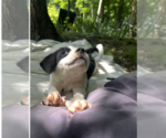 Small #3 Australian Shepherd Mix