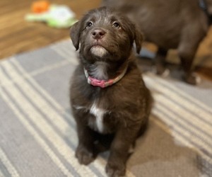 Australian Cattle Dog-Golden Retriever Mix Puppy for sale in WOODSTOCK, IL, USA