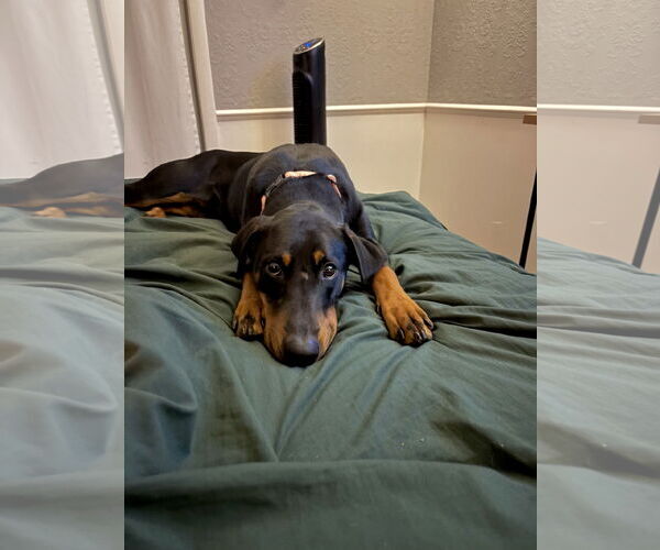Medium Photo #5 Doberman Pinscher Puppy For Sale in St. Louis Park, MN, USA