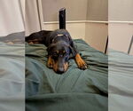 Small #4 Doberman Pinscher