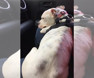 Marlee (Forever Foster) - Female Bullboxer Pit Dog for Adoption - Photo #5