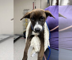Labrador Retriever-Unknown Mix Dogs for adoption in Pasadena, TX, USA