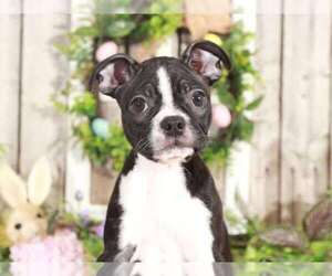 Boston Terrier Puppy for sale in MOUNT VERNON, OH, USA