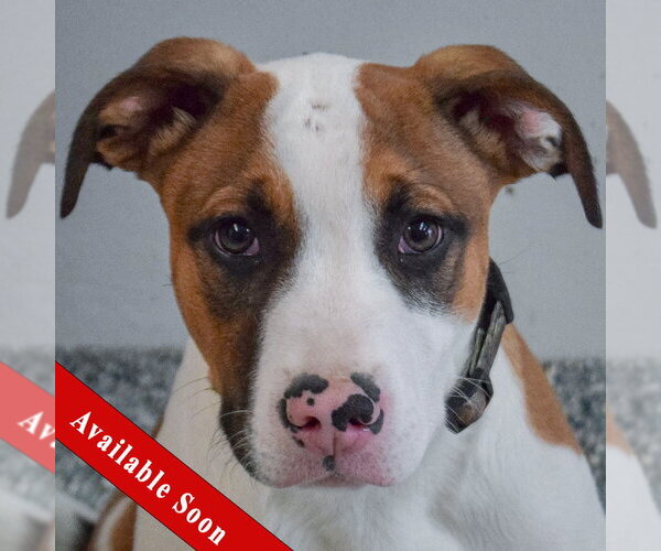 Medium Photo #1 American Staffordshire Terrier-Boxer Mix Puppy For Sale in Huntley, IL, USA