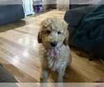 Puppy Stella Poodle (Standard)