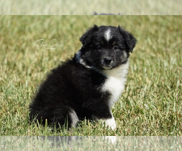 Medium Photo #5 Australian Shepherd Puppy For Sale in HOUSTON, TX, USA