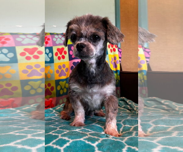 Medium Photo #4 Shih Tzu Puppy For Sale in Pacolet, SC, USA