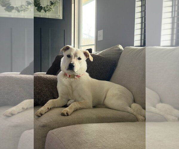 Medium Photo #3 Labrenees Puppy For Sale in Aurora, IN, USA