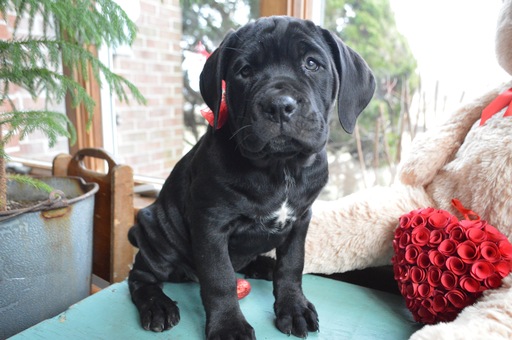 Medium Photo #4 Cane Corso Puppy For Sale in HONEY BROOK, PA, USA