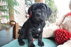 Small Photo #4 Cane Corso Puppy For Sale in HONEY BROOK, PA, USA