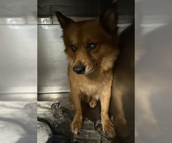 Medium Photo #1 Pomeranian-Unknown Mix Puppy For Sale in Downey, CA, USA