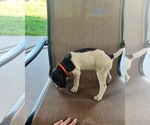 Small Photo #10 German Shorthaired Pointer Puppy For Sale in RIO LINDA, CA, USA