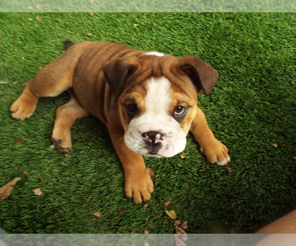 Medium Photo #4 Bulldog Puppy For Sale in SANTA ANA, CA, USA