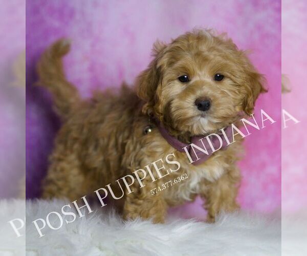 Medium Photo #5 Maltipoo Puppy For Sale in WARSAW, IN, USA
