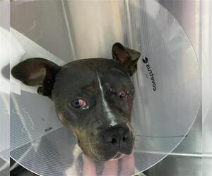American Pit Bull Terrier-Unknown Mix Dogs for adoption in Louisville, KY, USA