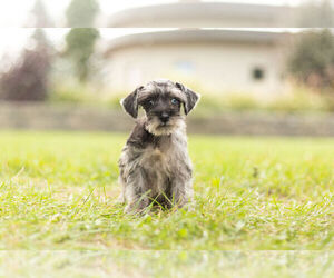 Medium Schnauzer (Miniature)